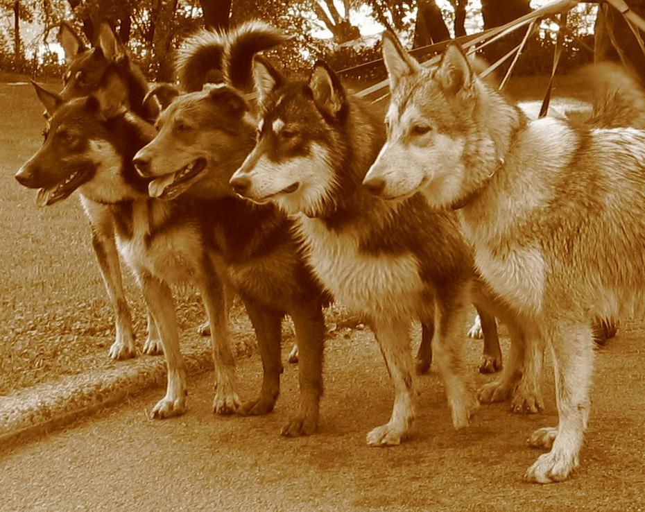 Sepia Toned Photo of Dogs