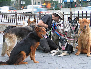 Group Dog Walker in Manhattan