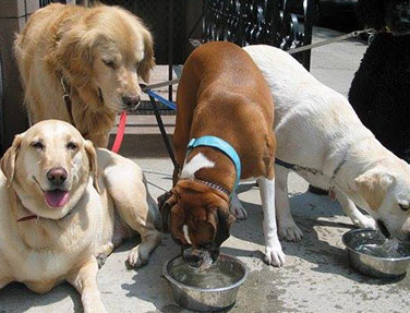 Trusted Dog Care in Manhattan