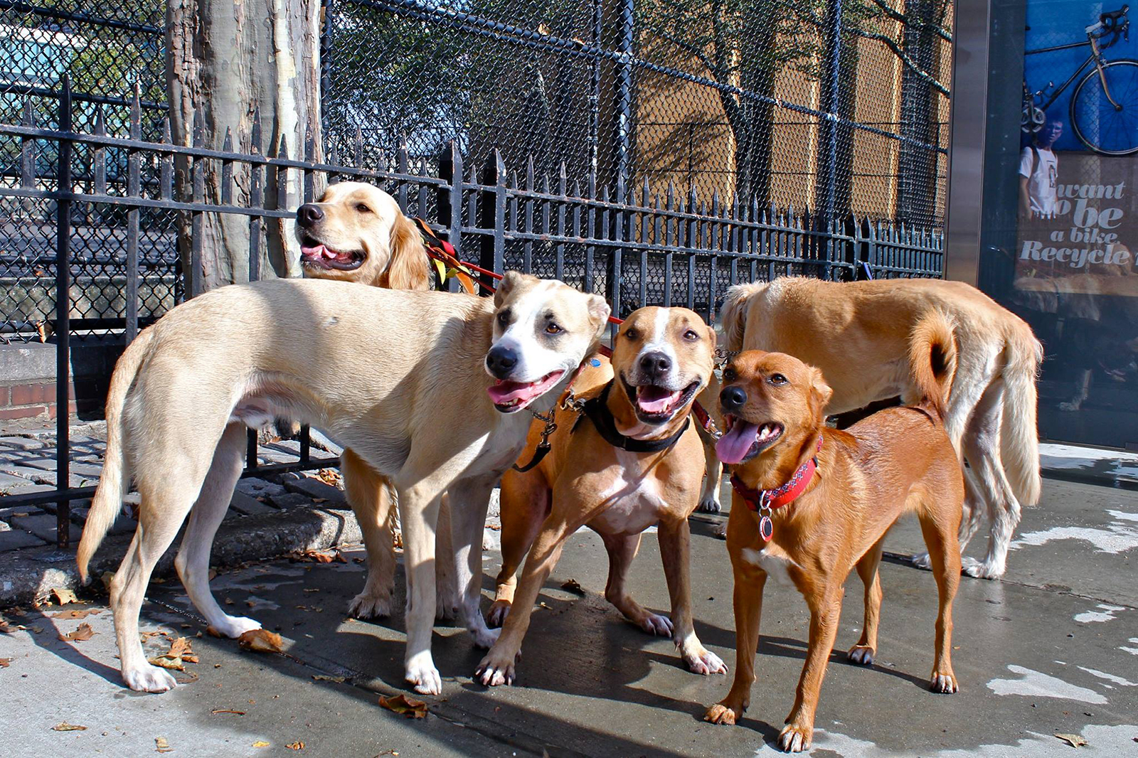 Group of Happy Well Exercised Dogs