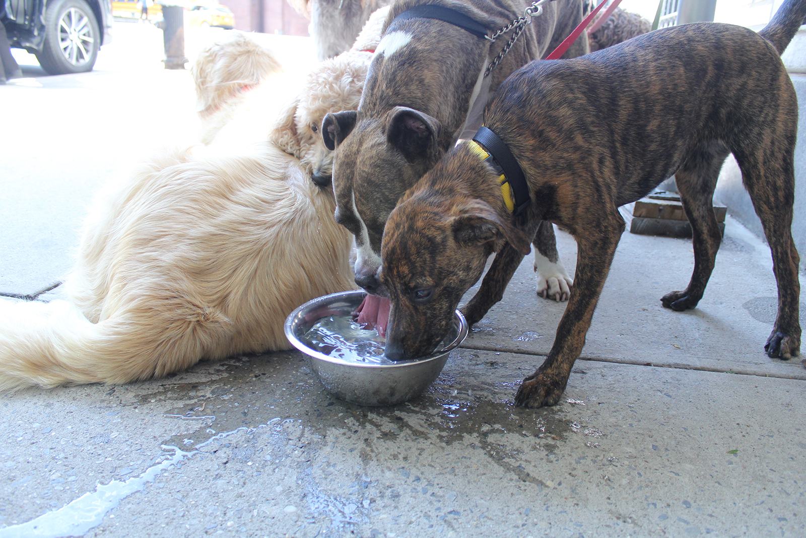 Brindle Coated Dogs Drinking from a Bowl of Water