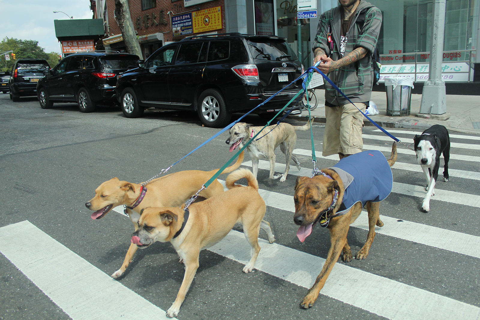 Group of Dogs and Walker Crossing the Street