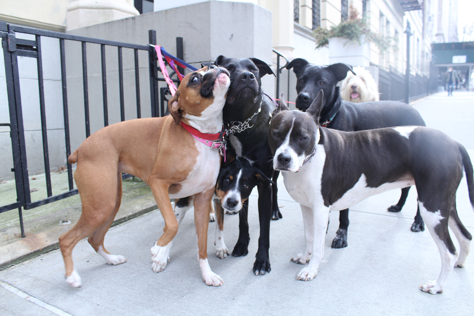 Boxer and Mixed Breed Dogs