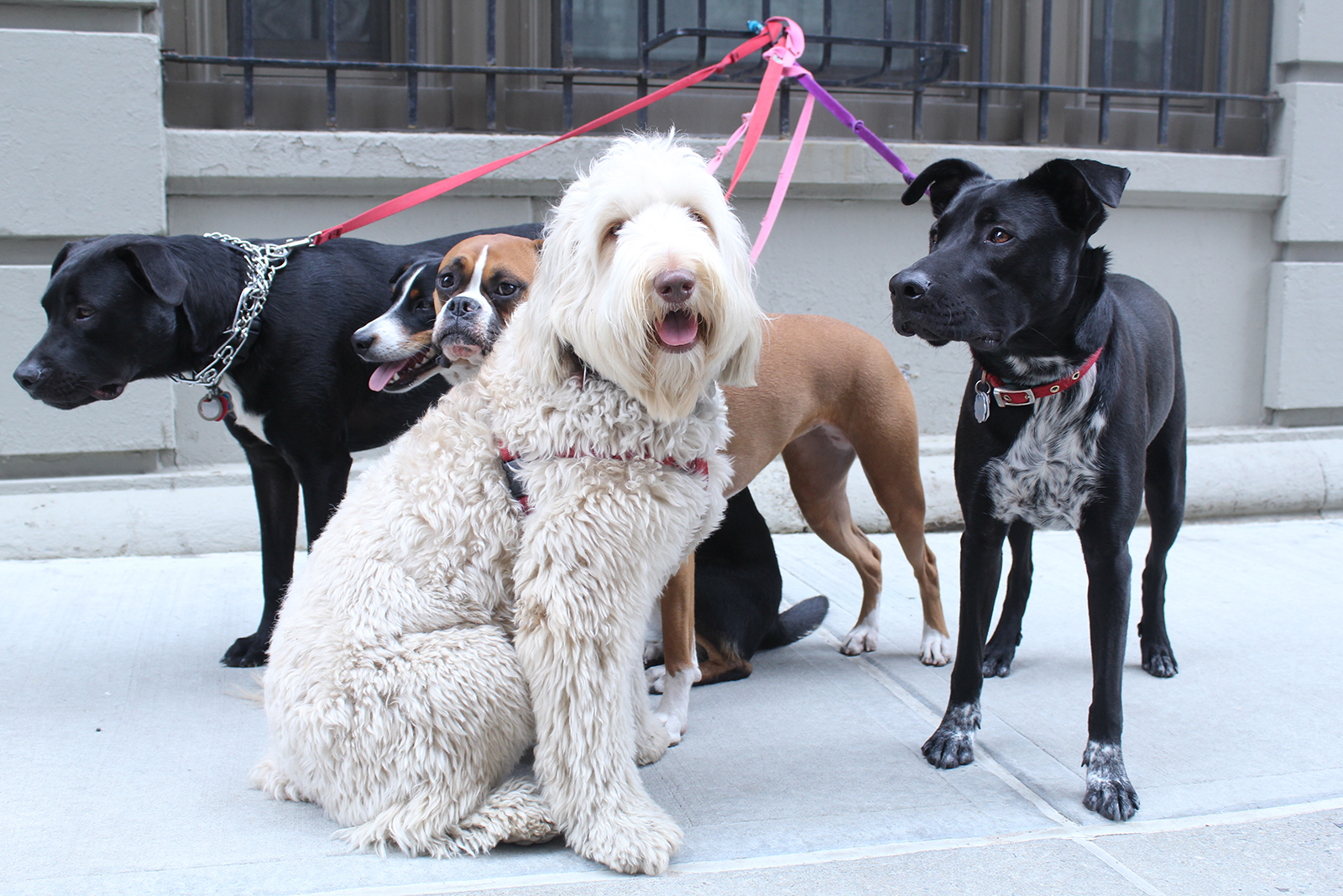 Group of Dogs Posing for a Photo During the Walk