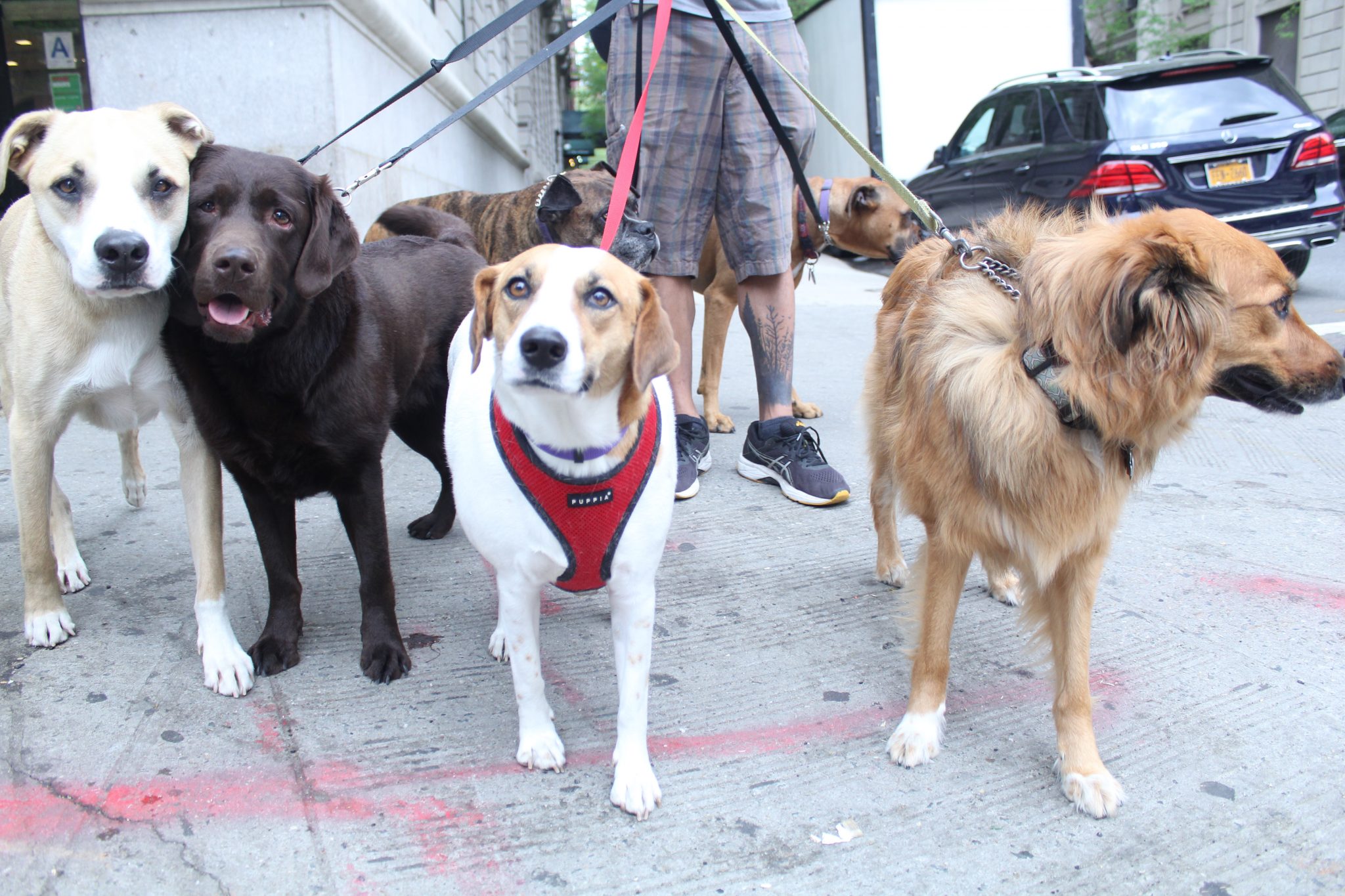 a group of large dogs