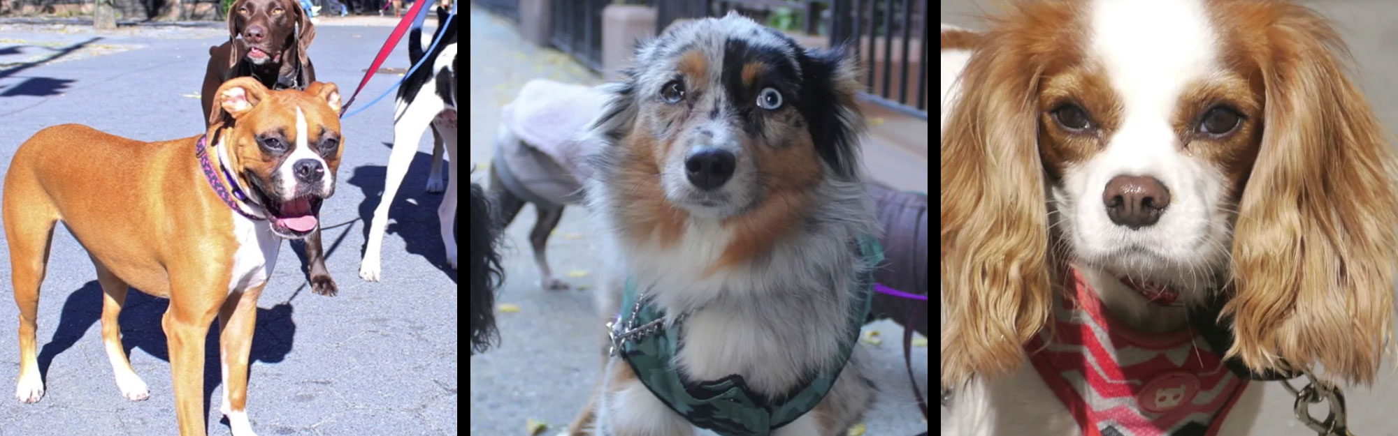 Collage of Happy Dogs